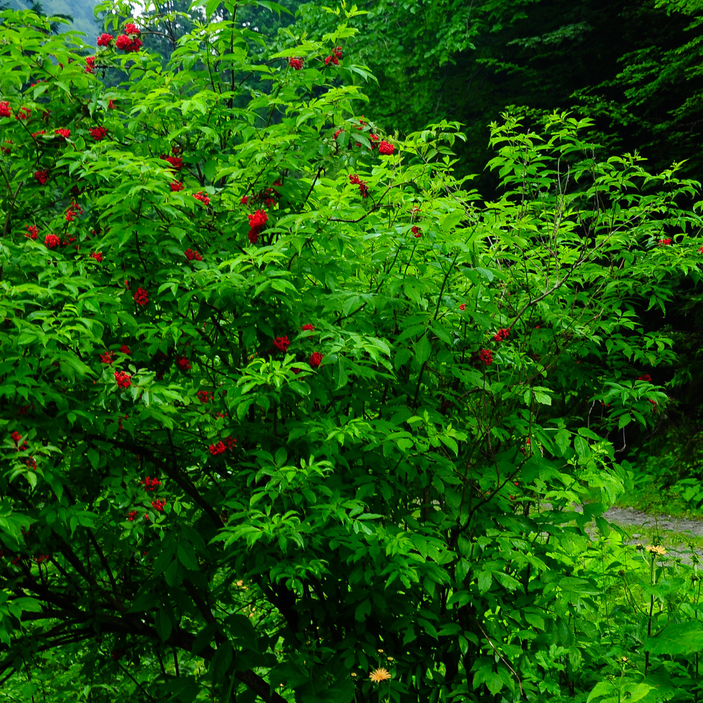 Oasis à feuilles persistantes