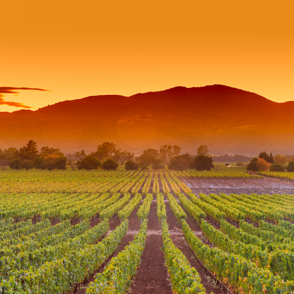 Vignobles du Douro