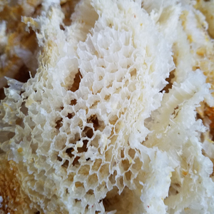 WHITE BEESWAX -COSMETIC/FOOD GRADE