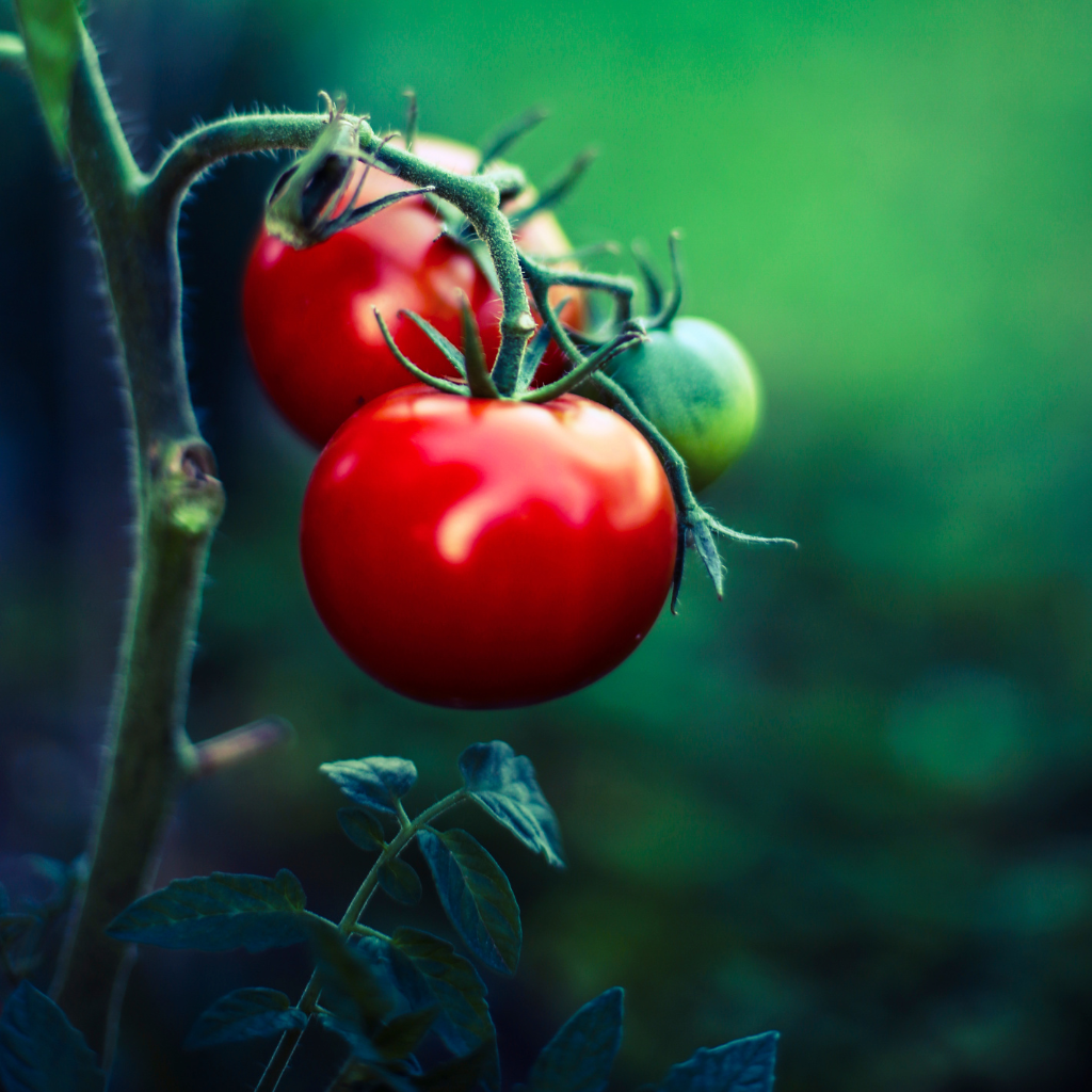 Feuilles et vignes de tomate