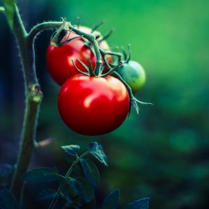 TOMATO LEAVES & VINES